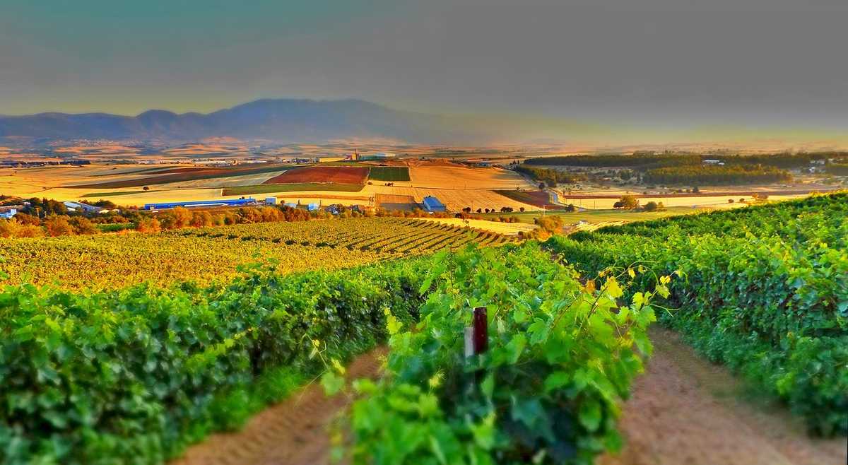 Rangées de vignes vertes s'étendant vers l'horizon avec collines dorées au coucher du soleil