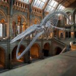 Squelette de baleine dans un musée