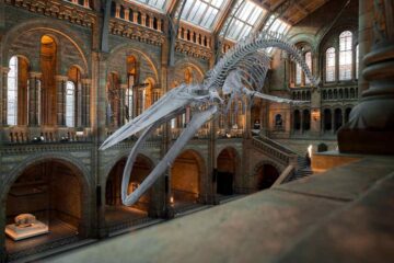 Squelette de baleine dans un musée